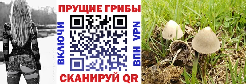 Псилоцибиновые грибы MAGIC MUSHROOMS  продажа наркотиков  Апшеронск 